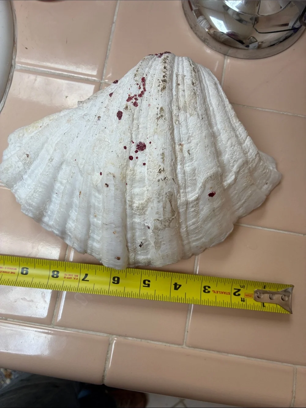 Large half shell